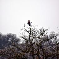 Biosca: Rapinyaire  Ramon Sunyer