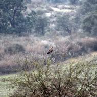 Biosca: Rapinyaire  Ramon Sunyer