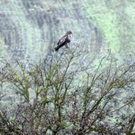 Biosca: Rapinyaire  Ramon Sunyer