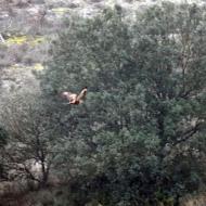 Biosca: Rapinyaire  Ramon Sunyer