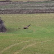 Sanaüja: Rapinyaire  Ramon Sunyer