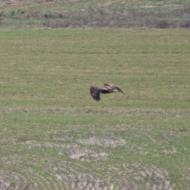 Sanaüja: Rapinyaire  Ramon Sunyer