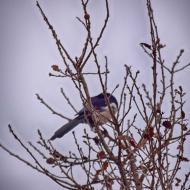 Sanaüja: Garsa  Ramon Sunyer