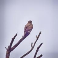 Sanaüja: Rapinyaire  Ramon Sunyer