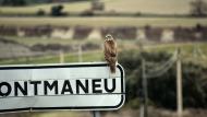Montmaneu: rapinyaire  Ramon Sunyer