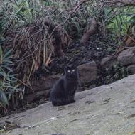 Ossó de Sió:   Ramon Sunyer