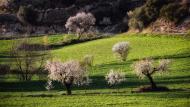 Montornès de Segarra: Paisatge  Ramon Sunyer