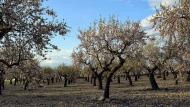 L'Ametlla de Segarra: Paisatge  Ramon Sunyer