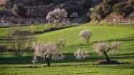 Montornès de Segarra: Paisatge  Ramon Sunyer