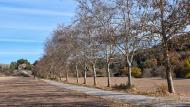 Porquerisses: plataners del camí ignasià  Ramon  Sunyer