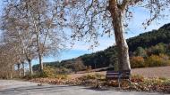 Porquerisses: plataners del camí ignasià  Ramon  Sunyer