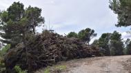 Porquerisses: aprofitament forestal Ramon Sunyer