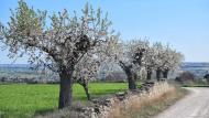 Guissona: XX Marxa dels Castells  Ramon Sunyer