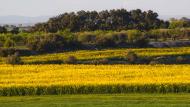 Tordera: Paisatge  Ramon Sunyer