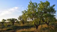 El Canós: Paisatge  Ramon Sunyer