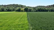 Castellnou d'Oluges: Paisatge  Ramon Sunyer