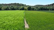 Castellnou d'Oluges: Paisatge  Ramon Sunyer