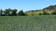 Castellnou d'Oluges: Paisatge  Ramon Sunyer