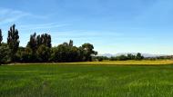 Castellnou d'Oluges: Paisatge  Ramon Sunyer