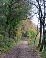 La Llavinera: Paisatge  Ramon Sunyer