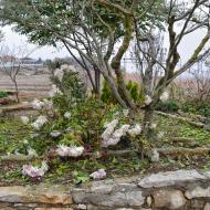 La Fortesa:   Ramon Sunyer