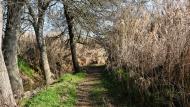 Sedó: Camí de la peixera  Ramon Sunyer