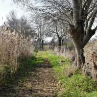 Sedó: Camí de la peixera  Ramon Sunyer