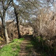 Sedó: Camí de la peixera  Ramon Sunyer