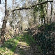 Sedó: Camí de la peixera  Ramon Sunyer