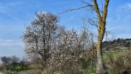 Castellnou d'Oluges: ametllers florits  Ramon Sunyer