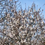 Castellnou d'Oluges: ametllers florits  Ramon Sunyer