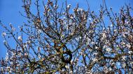 Castellnou d'Oluges: ametllers florits  Ramon Sunyer