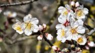 Castellnou d'Oluges: ametllers florits  Ramon Sunyer