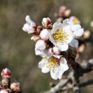 Castellnou d'Oluges: ametllers florits  Ramon Sunyer