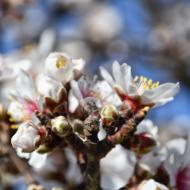 Castellnou d'Oluges: ametllers florits  Ramon Sunyer