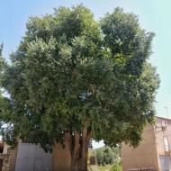 Castellnou d'Oluges: Lledoner  Ramon Sunyer