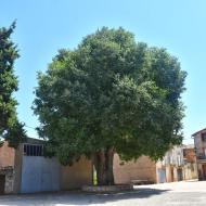 Castellnou d'Oluges: Lledoner  Ramon Sunyer