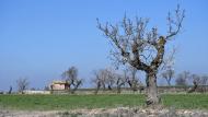 Guissona: XXIII Marxa dels Castells  Ramon Sunyer