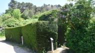 Rocallaura: Font Vella  Ramon Sunyer