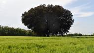 Forès: Alzina monumental  Ramon Sunyer