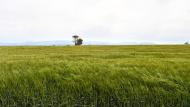 Viver de Segarra: sembrats  Ramon Sunyer