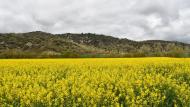 Torà: Colza als plans de Fontanet  Ramon Sunyer