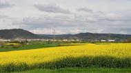 Torà: Colza a la Sentiu  Ramon Sunyer