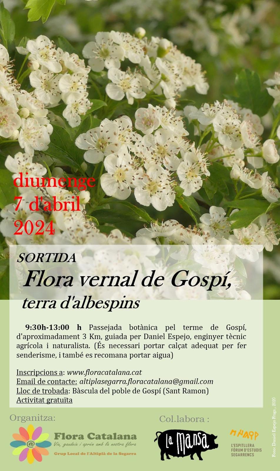 cartell Sortida Flora vernal de Gospi, terra d'albespins