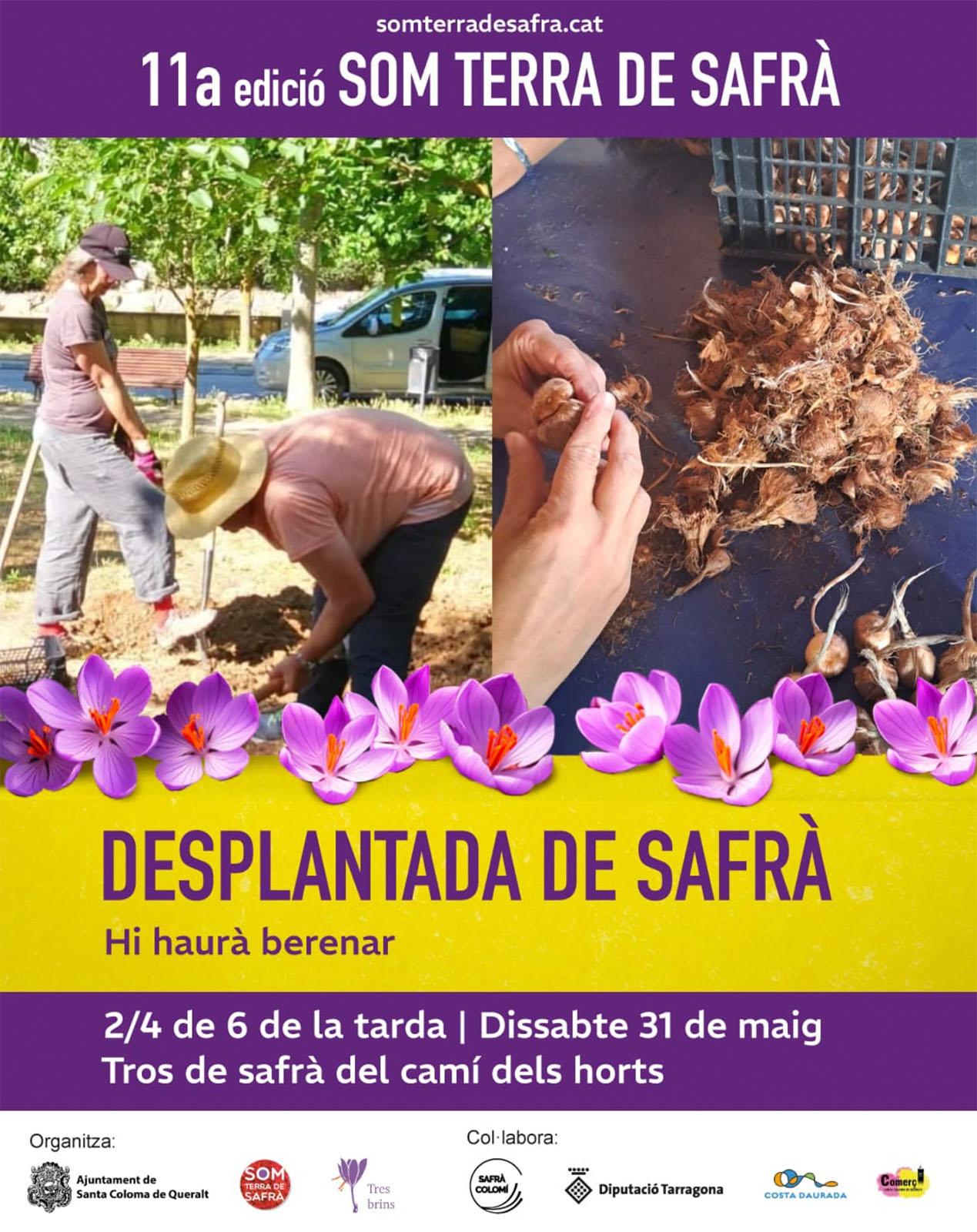 cartell Desplantada de safrà 2025 cartell Desplantada de safrà 2025